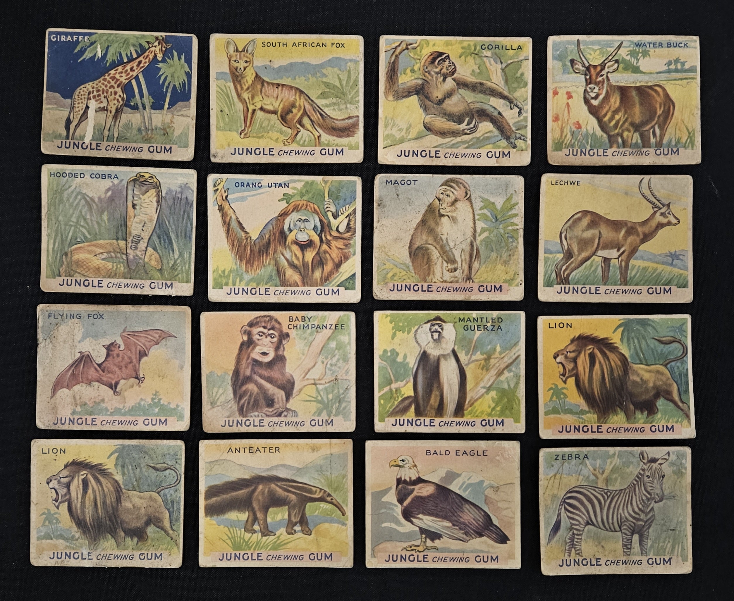 1933 Jungle Gum Trading Cards (Lot Of 32 W/ Dupes) Low Grade