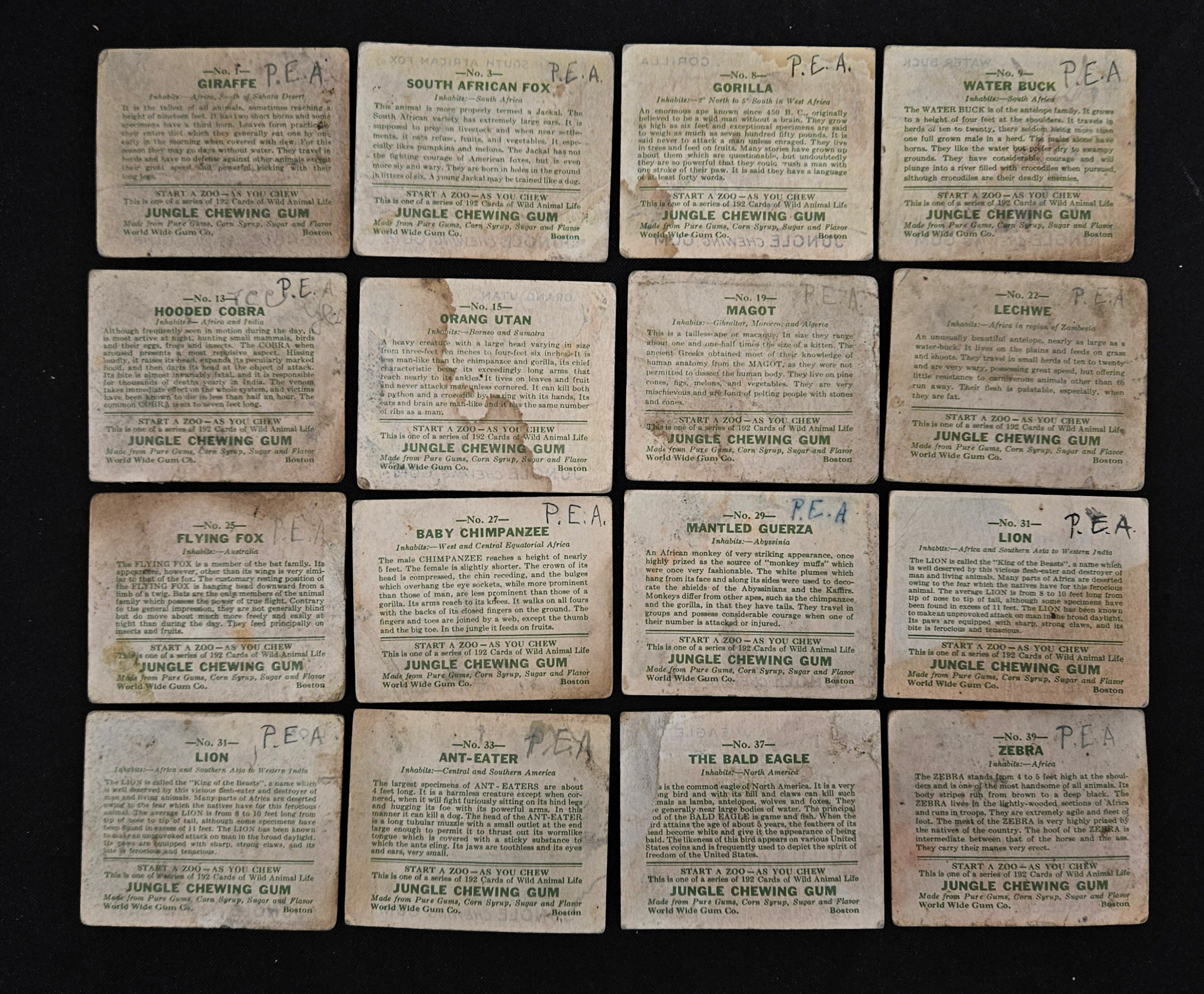 1933 Jungle Gum Trading Cards (Lot Of 32 W/ Dupes) Low Grade